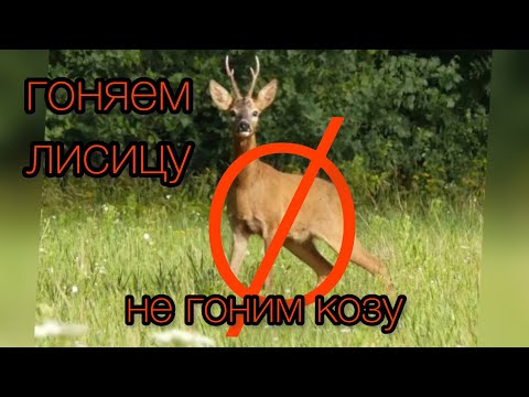 Видео: Нагонка гончей: гоняем лисицу, не гоним козу