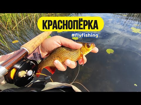 Видео: #Нахлыст | Ловля краснопёрки в середине августа |