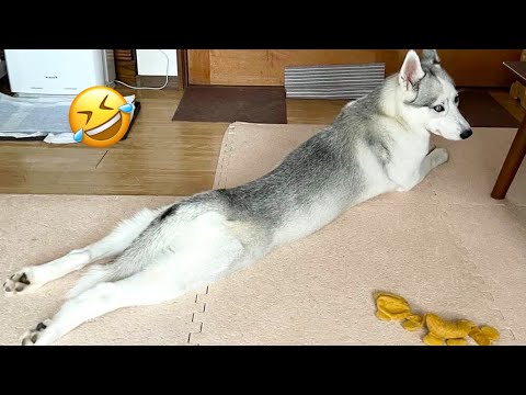 Видео: САМЫЕ СМЕШНЫЕ хаски | Обычные собаки против хаски 🤣 | 10 минут лучших видео