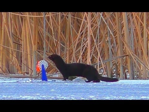 Видео: Щука на жерлицы. ЛЁД ВСТАЛ! Зимняя рыбалка на щуку. ЭТО СЧАСТЬЕ! какое-то
