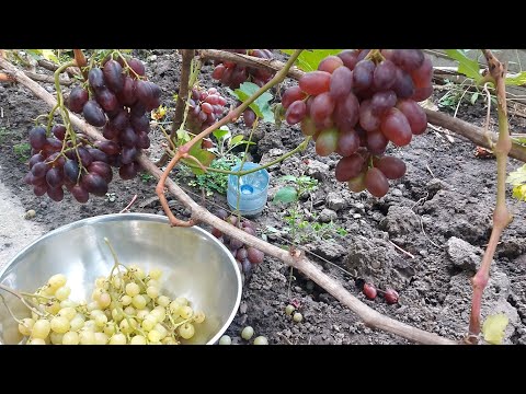 Видео: Красавчик і Торнадо