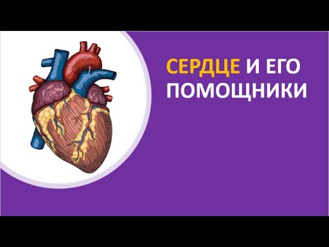Видео: 32. Сердце и его помощники