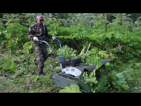 Видео: "Супергазонокосилка" и борщевик