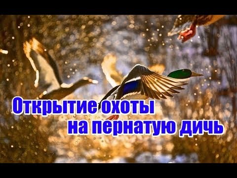 Видео: Открытие охоты на пернатую дичь | Выпуск №104 (UKR)