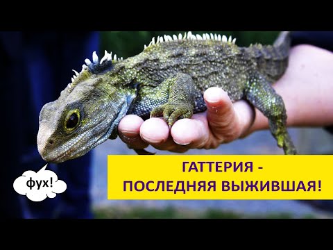 Видео: Гаттерия: древняя, трехглазая и одинокая. Наталья Носова