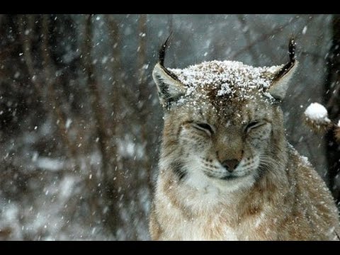 Видео: Работа лайки по рыси.