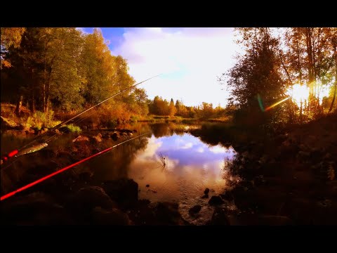 Видео: ТАКОГО НИКТО НЕ ОЖИДАЛ #ГОЛОДНАЯ #ЩУКА В #ПЕРЕСОХШЕЙ #РЕКЕ #ADVENTURESBROTHERS