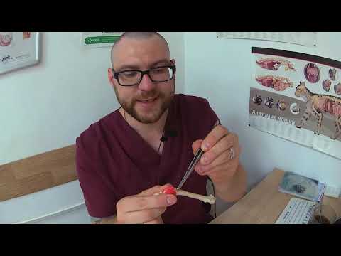 Видео: Краткий обзор на вывихи коленных чашек у мелких собак