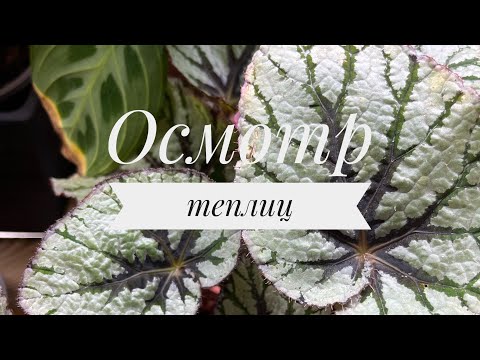 Видео: Как растут бегонии в теплицах