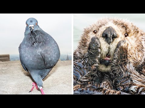 Видео: Кадры дикой природы, сделанные в нужный момент