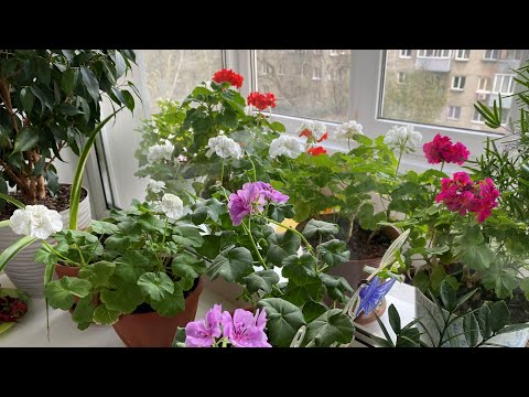 Видео: 🌸🌿 Ещё цветёт моя герань.🍀Черенкование плющелистной пеларгонии.
