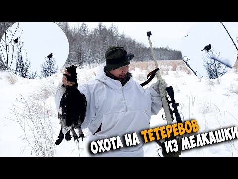 Видео: Охота на тетеревов из мелкашки в сильный ветер