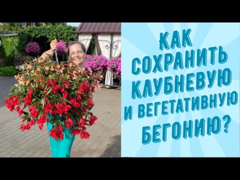 Видео: КАК СОХРАНИТЬ КЛУБНЕВУЮ И ВЕГЕТАТИВНУЮ БЕГОНИЮ?