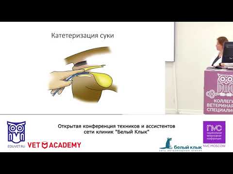 Видео: 1 часть записи открытой конференции техников и ассистентов сети клиник "Белый Клык"!