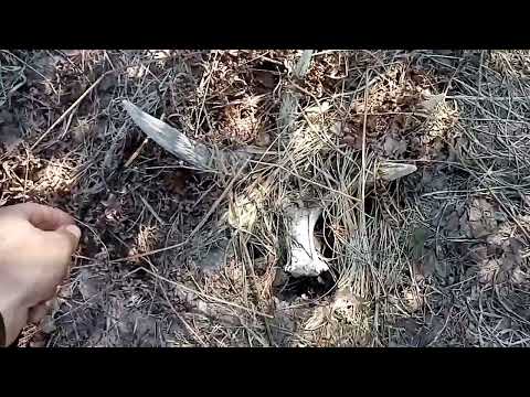 Видео: Поиск рогов.... Тяжёлый день