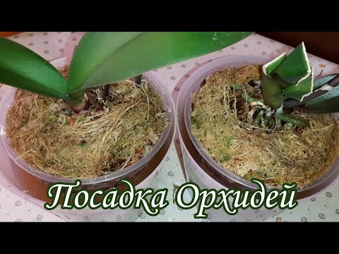 Видео: Продолжение... Посадка двух Орхидей