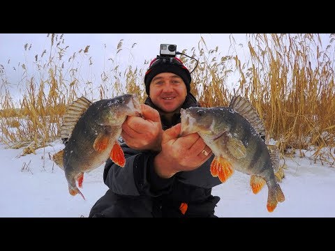 Видео: КЛЮЮТ ВЕРБЛЮДЫ НА БАЛАНСИР