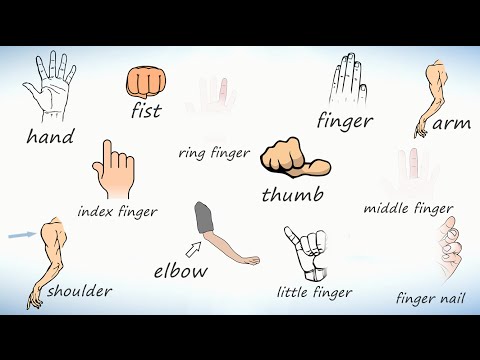 Видео: Рука (тело человека). Слова на английском