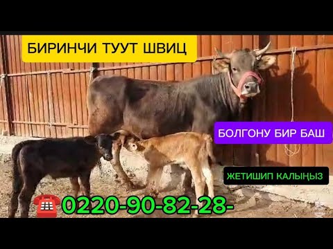 Видео: БИРИНЧИ  ТУУТ КУНАЖЫН МУЗООСУ ЭРКЕК ЖАНА УРГААЧЫ МУЗОО ДА САТЫЛАТ ЧҮЙ ОБЛУСУ БЕЛОВОДСКИЙДЕ 