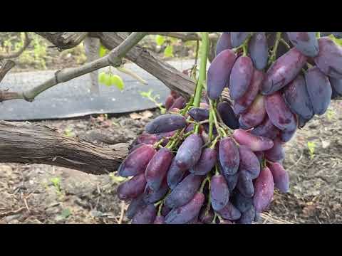 Видео: #ВиноградникЕлисеевых 13 июля 2025 года город Покров Днепропетровская область