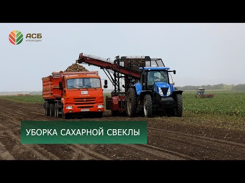 Видео: Уборка сахарной свеклы/Отгрузка пшеницы на экспорт/Подготовка семян к посеву/Интернет-мошенники