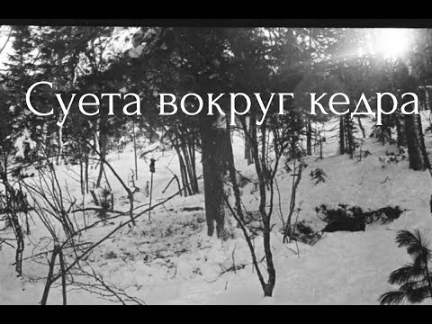Видео: Перевал Дятлова. Театр абсурда около кедра