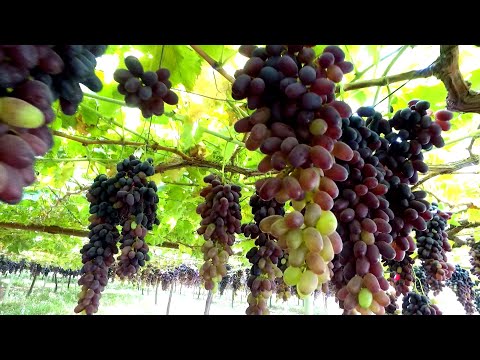 Видео: Технологияи парвариш ва хусусиятҳои шифобахшии АНГУР