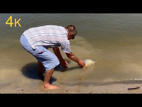 Видео: Сазаны на макуху! Рыбалка на закидушки 2020 Ахтуба.