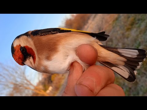 Видео: Ловля щеглов.