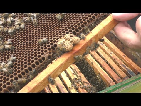 Видео: Использую маточник чужой пчелосемьи для замены старой матки.