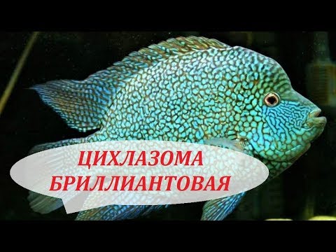 Видео: Цихлазома Бриллиантовая. Содержание, разведение, совместимость, уход