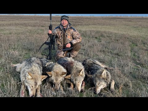 Видео: Охота на волка. Добыл добыл всю стаю. #охота