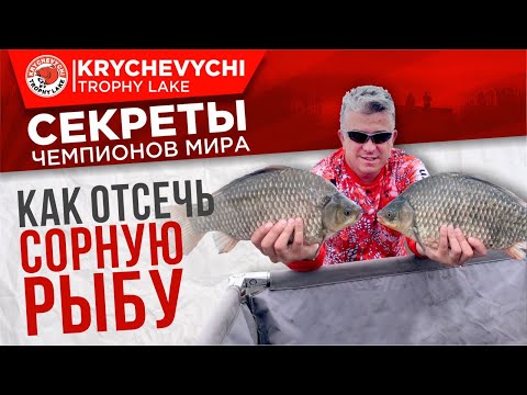 Видео: Рыбалка на карпа. Как отсечь сорную рыбу.