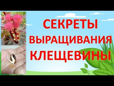 Видео: СЕКРЕТЫ ВЫРАЩИВАНИЯ КЛЕЩЕВИНЫ. Как выращивать клещевину. Выращивание клещевины.