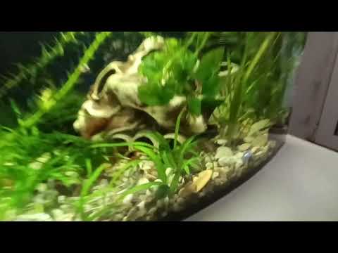 Видео: Посвящается аквариумистам🫶