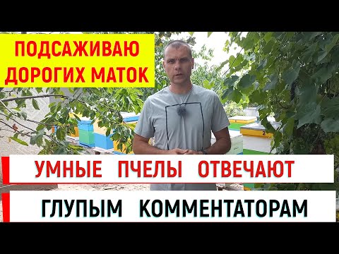 Видео: Умные пчелы неразумным комментаторам во время подсаживания дорогих маток.