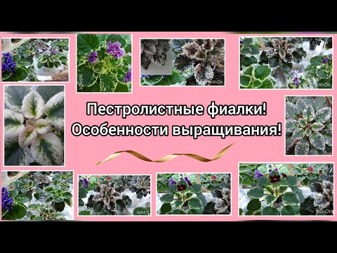 Видео: Пестролистные  фиалки! Рассказываю как ухаживать, как регулировать (больше/меньше) белый пигмент ...