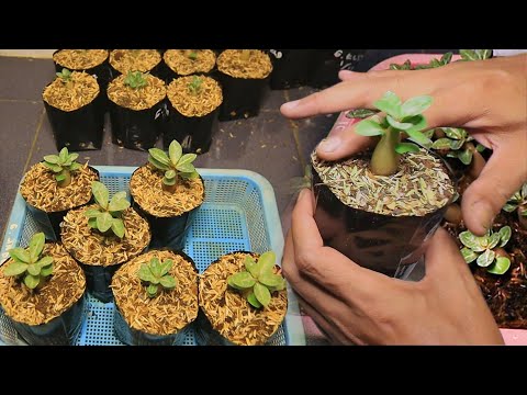 Видео: Как успешно пересадить молодые саженцы адениума без стресса | Adenium Baby | Desert Rose