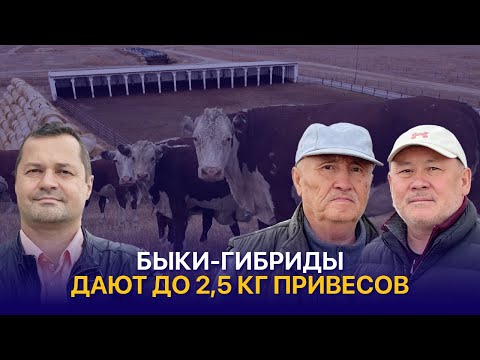 Видео: Как скрещивают Акбасов и Ангусов. Привесы, цены и рацион быков-гибридов — ТОО Елим-Ай Кокпекты