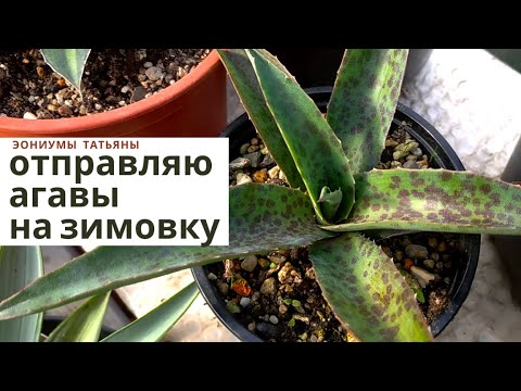 Видео: Отправляю агавы на зимовку  Обзор сортов