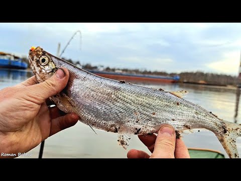 Видео: ЧЕХОНЬ ПОШЛА - ВОТ ЭТО САБЛИ! Первая рыбалка на реке. Ловля чехони на пенопласт. Весенняя рыбалка.