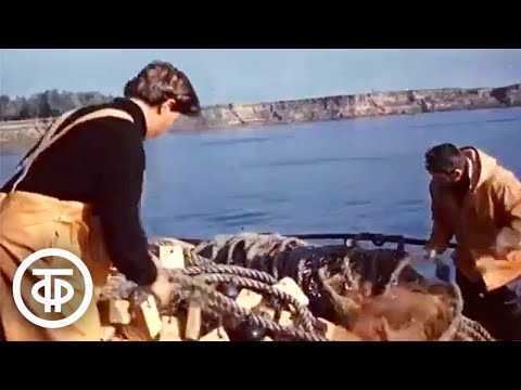 Видео: Обь - река сибирская. Навстречу океану (1975)