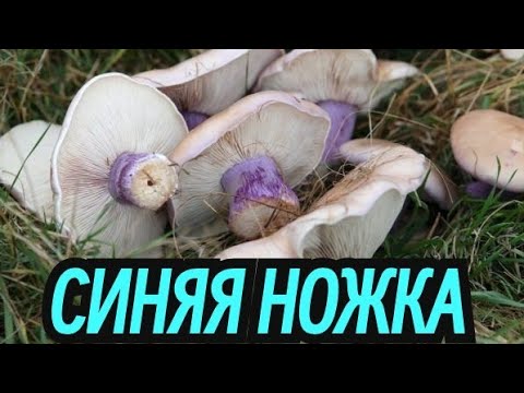 Видео: Где искать СИНИЕ НОЖКИ ?  За синей ножкой (рядовкой) по балкам 