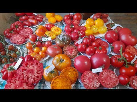 Видео: Обзор сортовых томатов в разрезе. Сентябрь 2023г..