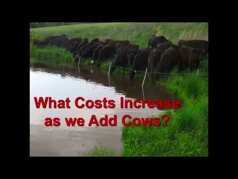 Видео: Самые прибыльные дни кормления сеном для коровьего хозяйства с телятами — Грег Халич