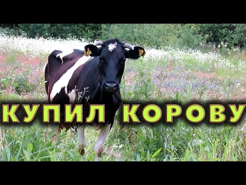 Видео: А вот и корова! - И что дальше?