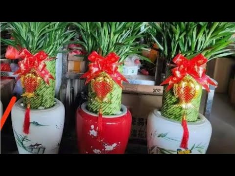 Видео: Аня Буранова