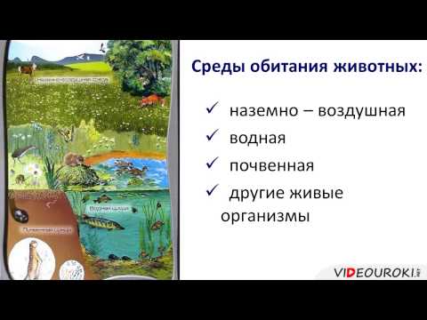 Видео: Животные   часть живой природы