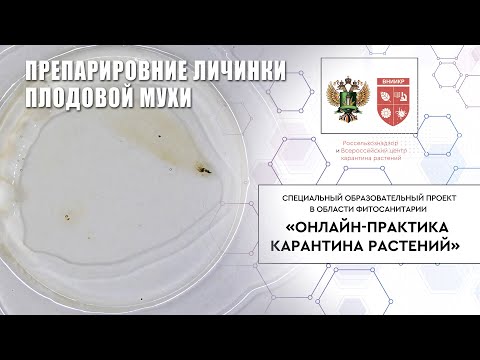 Видео: Препарирование личинки плодовой мухи