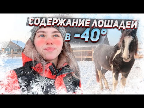 Видео: Как лошади пережили МОРОЗЫ - 40° | Уличное содержание